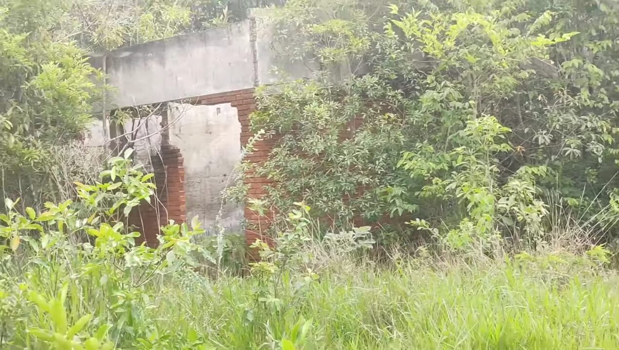 Fotografia colorida mostrando as ruínas de uma antiga construção abandonada em meio a uma vegetação densa. É possível ver paredes de tijolos vermelhos expostos e uma viga superior de concreto cinza, cercadas por mato alto, arbustos e árvores que cobrem grande parte da estrutura sob a luz do dia.