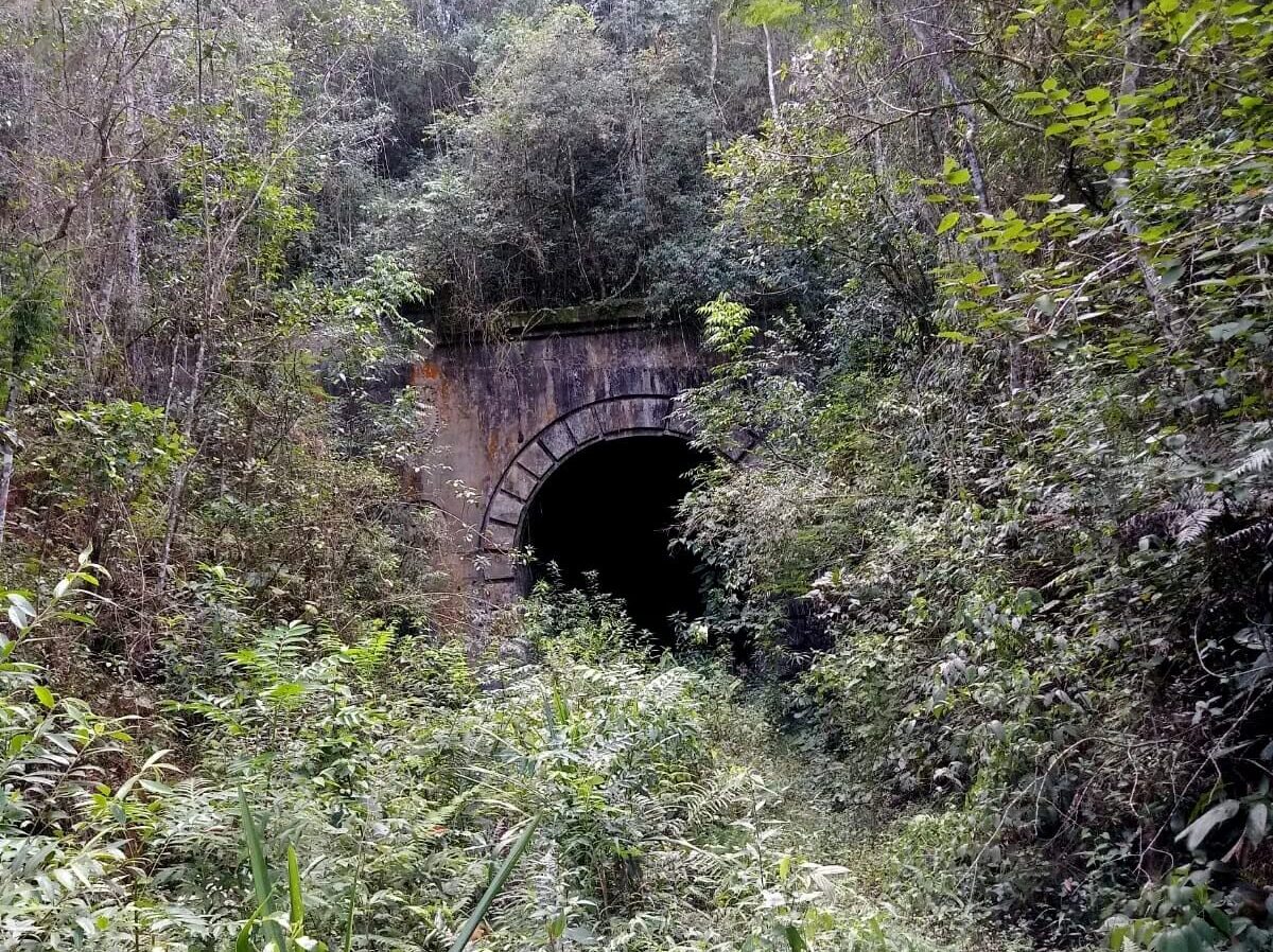Fotografia colorida mostrando a entrada em arco de pedra de um antigo túnel ferroviário desativado, quase totalmente coberto por uma vegetação densa e mata fechada. As paredes de pedra do portal exibem marcas escuras de umidade e limo, e o interior do túnel é completamente escuro, cercado por árvores, folhas e arbustos verdes por todos os lados.