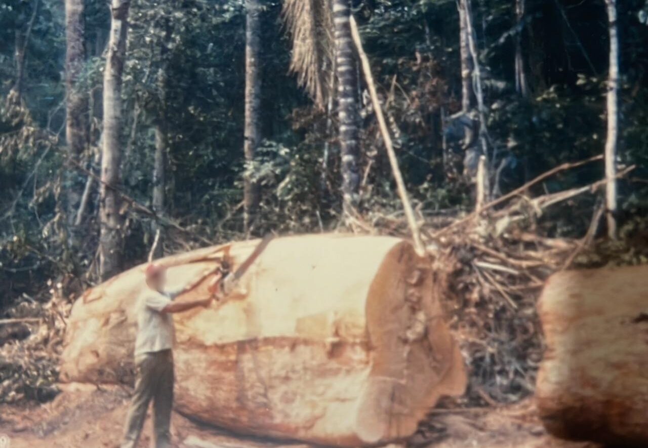 Uma fotografia vintage em cores, mostra um homem de camisa de manga curta branca e calças escuras, de pé à esquerda, cortando um tronco de árvore maciço e caído na floresta. Ele está usando uma grande serra manual. O tronco é tão grande que sua altura chega quase à cintura do homem. A seção transversal do tronco mostra a madeira clara com anéis de crescimento. O fundo é uma floresta densa com muitas árvores altas e vegetação rasteira verde. Há detritos de galhos secos e madeira picada ao redor do tronco caído. A foto tem uma aparência levemente envelhecida e desbotada, com cores suaves.