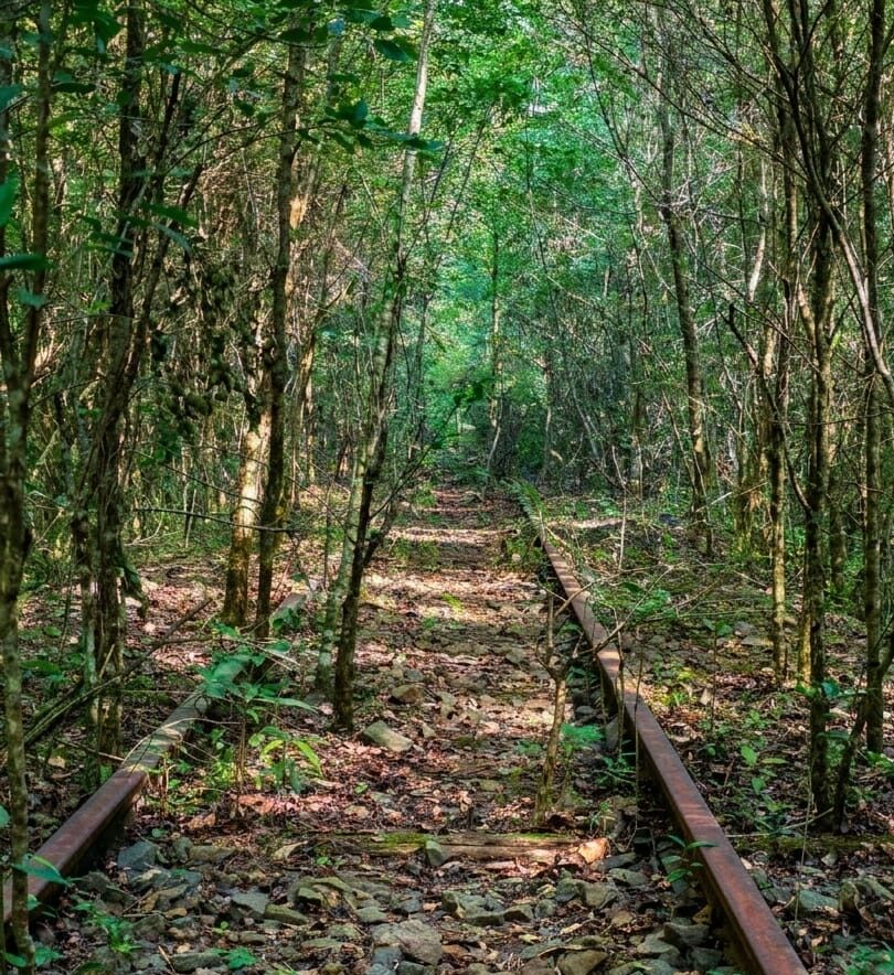 Fotografia colorida mostrando antigos trilhos de trem desativados e enferrujados sendo engolidos por uma floresta densa e verde. Árvores e plantas crescem entre os dormentes e pedras da antiga ferrovia, simbolizando o abandosto e a ação do tempo nos antigos acampamentos.