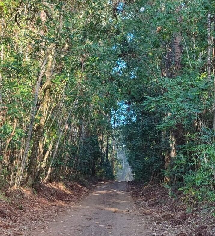 Fotografia colorida de uma estrada de terra estreita que corta uma floresta densa com árvores altas. A copa das árvores se encontra no topo, formando um túnel verde natural sobre o caminho de chão batido com folhas secas nas margens, representando as antigas rotas dos acampamentos florestais.